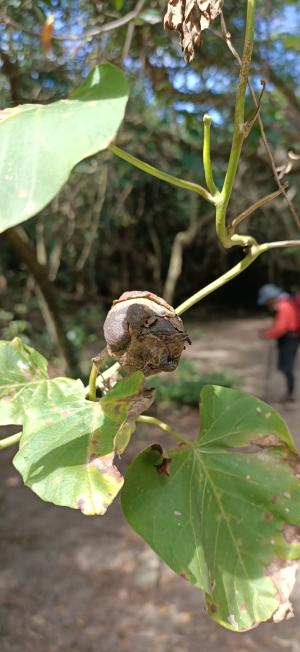 大萼旋花