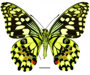 Papilio demoleus Linnaeus, 1758 花鳳蝶