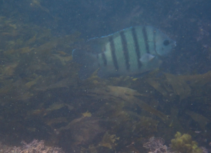 孟加拉豆娘魚