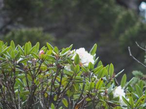 玉山杜鵑