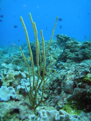  強韌鞭珊瑚