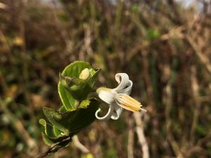 臺灣野茉莉