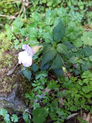 紫花鳳仙花