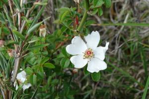 高山薔薇