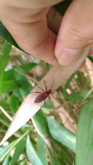 大紅姬緣蝽