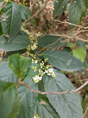 臺灣山桂花