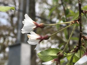 霧社山櫻花