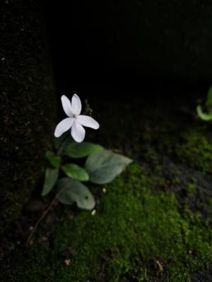 變異鈎粉草