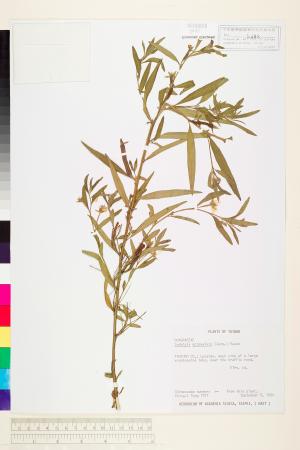 Ludwigia octovalvis (Jacq.) Raven_標本_BRCM 3600