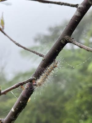 暗點橙燈蛾