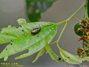 紅紋麗螢金花蟲