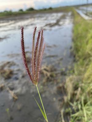 虎尾草、刺虎尾草、孟仁草