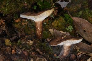 Lactarius gerardii(黑柄乳菇)