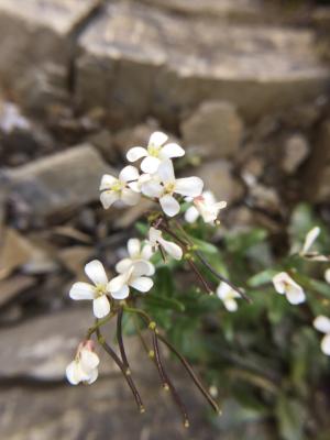 玉山筷子芥