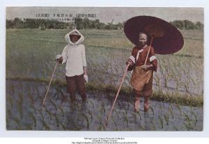 水稻田裡耕作的廣東女人
