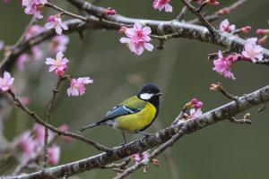 青背山雀