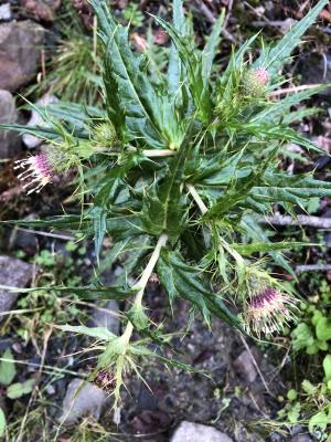 阿里山薊