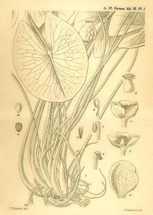 圖版：plate 1 臺灣萍蓬草