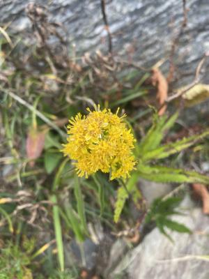 一枝黄花 (金鎖 野黄菊)