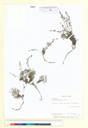 Artemisia kawakamii Hayata_標本_BRCM 6692