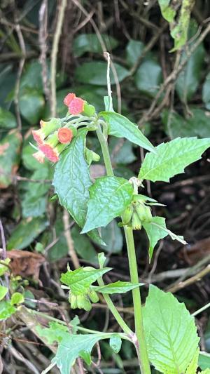 野茼蒿