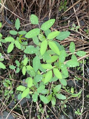 大翼豆 (長序菜豆)