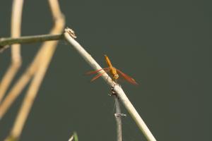 黃翅蜻  (褐斑蜻蜓)