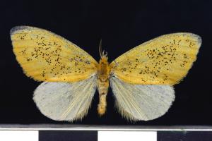 碎黃毒蛾／Euproctis pulverea (Leech, 1888 )