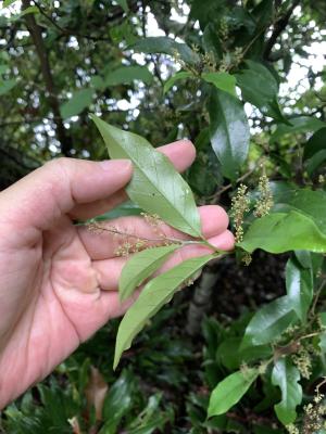 密花五月茶