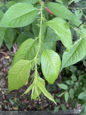 山櫻花