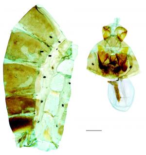 Byasa polyeuctes termessus (Fruhstorfer, 1908) 多姿麝鳳蝶