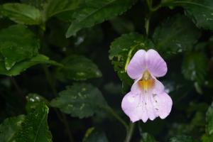 紫花鳳仙花