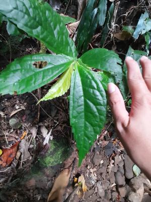 食用樓梯草