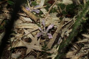 紫花齒鱗草