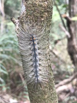 閃光苔蛾