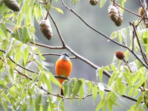 灰喉山椒鳥