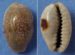 Eroded Cowry