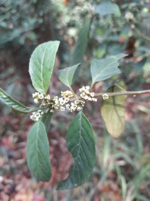 臺灣山桂花