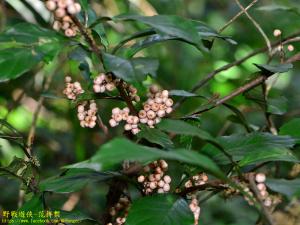 山桂花