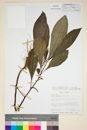 Blumea lanceolaria (Roxb.) Druce_標本_BRCM 4797