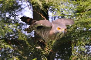 鳳頭蒼鷹