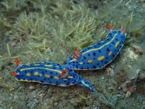 P4080473 Hypselodoris festiva