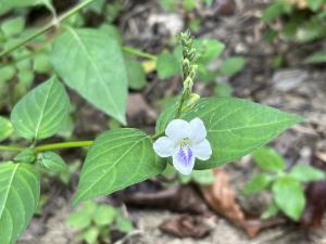 小花寬葉馬偕花