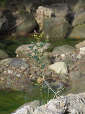 白雞油