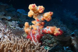 柯氏棘穗軟珊瑚