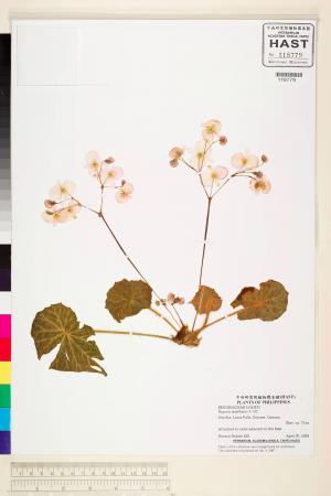 Begonia manillensis標本_BRCM 2234