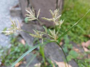 香附子 (香頭草)