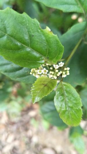 臺灣山桂花