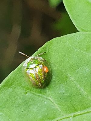 甘薯台龜甲 (甘藷龜金花蟲)