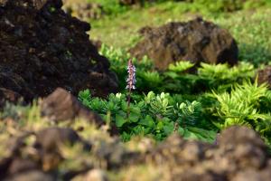 蘭嶼小鞘蕊花